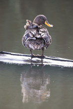 Yellow Billed Duck On A Pond Of Blue Water