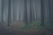 © nvphoto - Mysterious dark old forest with fog in the Sintra mountains in Portugal