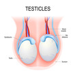 human testicles