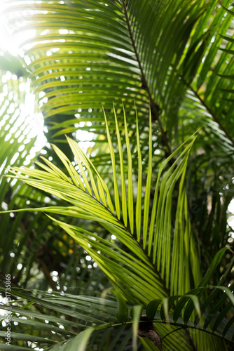 Tropische Pflanzenvielfalt Palmenblatter Hintergrundbild Fur