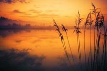 River Reeds Sunset Scenery