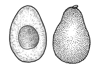 Wall Mural - Avocado illustration, drawing, engraving, ink, line art, vector