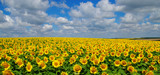 Fototapeta Kwiaty - field of blooming sunflowers