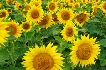  field of blooming sunflowers