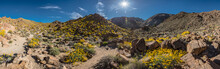 Panorama Of Blooming Trail To FortyNine Palms Oasis