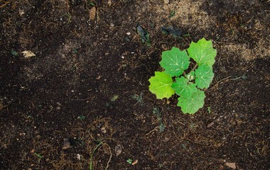 A little leaf