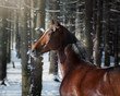 Portrait of a beautiful bay horse on winter forest