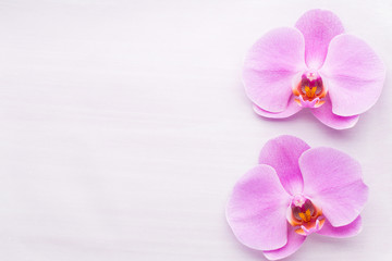  Pink beautiful orchid on colored background.