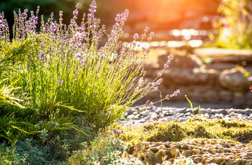 Wall Mural - beautiful landscaping with beautiful plants