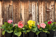 Six pots of gerbera daisies in front of a rustic plank wall.