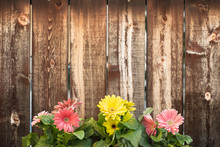 Three Pots Of Gerbera Daisies In Front Of A Rustic Plank Wall.