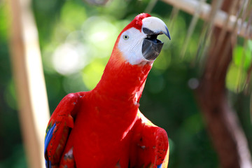 Scarlet red macaw against a natural green background