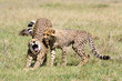 Cheetah stretching and yawning with cub
