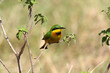 Little bee-eater perched on a twig