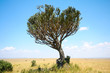 Candelabra tree on the African savannah