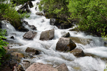 Wall Mural - Waterfall cascade and stream in a high elevation forest in Rocky Mountains, a source of clean pure water for hikers and backpackers, though needs filtration before drinking