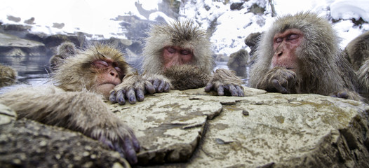 Snow Monkeys of Jigokudani, Japan