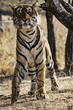 Portrait of a tiger from Ranthambhore
