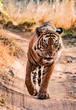 Head-on portrait of a bengal tiger from Ranthambhore