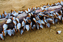Group Of Goose Barnacles, Sea Shell Attached At Wood Log On Seashore