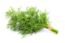 Fresh Dill Isolated Close Up.