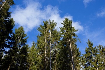 Trees and blue sky