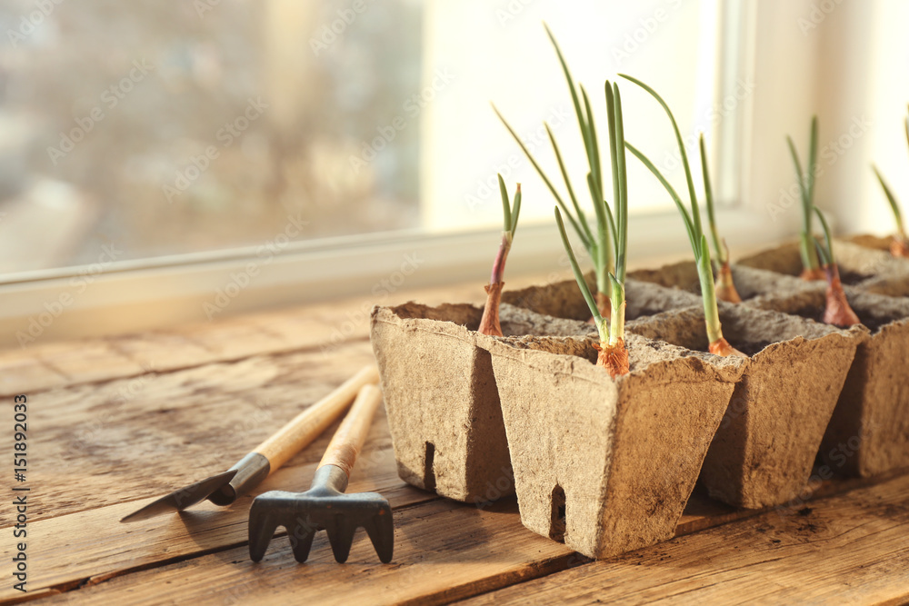 Plant cultivation with garden tools on wooden window sill