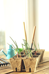 Canvas Print - Plant cultivation with garden tools on wooden window sill