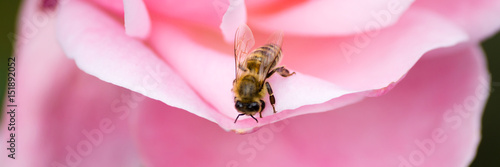 Plakat Pszczoła siedzi na płatek róży