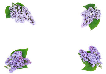  Composition of beautiful lilac flowers on white background