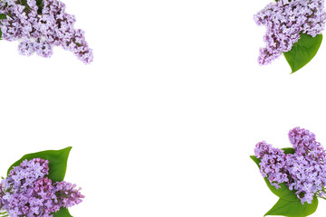  Composition of beautiful lilac flowers on white background