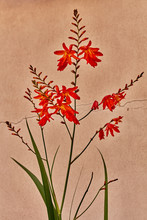 Red Lobelia Cardinal Flower