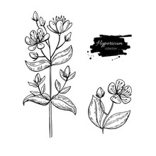 St. John's Wort Vector Drawing Set. Isolated Hypericum Wild Flower And Leaves. Herbal Engraved Style Illustration
