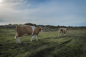 two brown cows