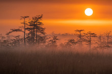 Everglades At Sunrise