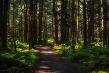 Woodland Path
