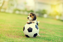 Cute Young Beagle Playing Football
