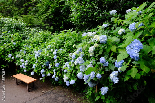 紫陽花のある風景2 Buy This Stock Photo And Explore Similar Images At Adobe Stock Adobe Stock