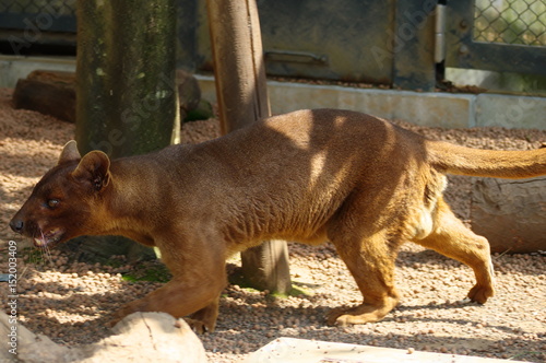 木陰に身を潜めるフォッサ Stock Photo Adobe Stock