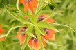 Bright spring flowers - orange imperial hazel grouse