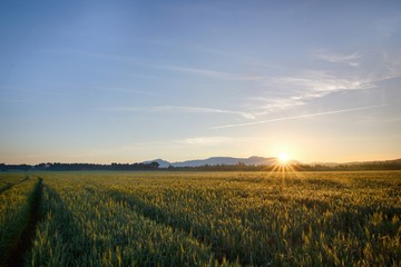 Sun rises over the wheat fields in the forest