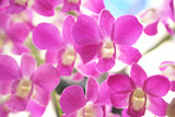 Fototapeta Kwiaty - Close up of beautiful pink Thai orchid flower branch blooming in a garden 