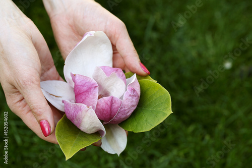 Zdjęcie XXL Mangolia kwiat w żeńskich rękach