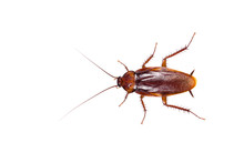 Insect Cockroach Isolated On A White Background.