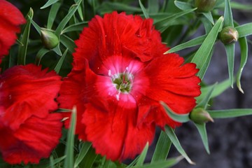 red flower