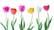 Tulips. Color vector tulips isolated on white background. Flowers in different shapes for your design and greetings, postcards card for your loved ones.