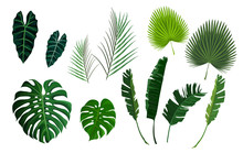Vector Tropical Palm Leaves, Jungle Leaves Set
