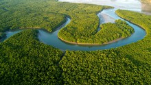 Aerial Mangrove Forest View
