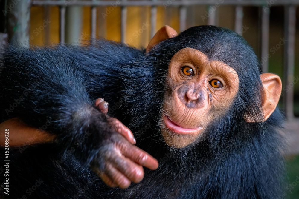 Chimpanzee - obrazy, fototapety, plakaty 
