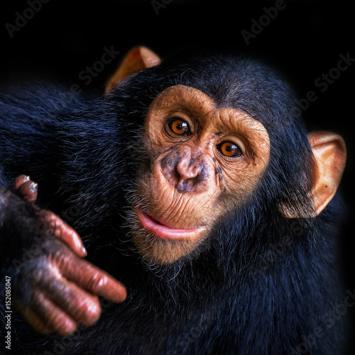 Plakat Szympans